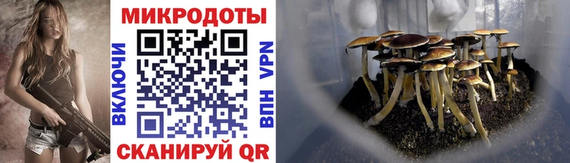 Псилоцибиновые грибы Psilocybe Надым